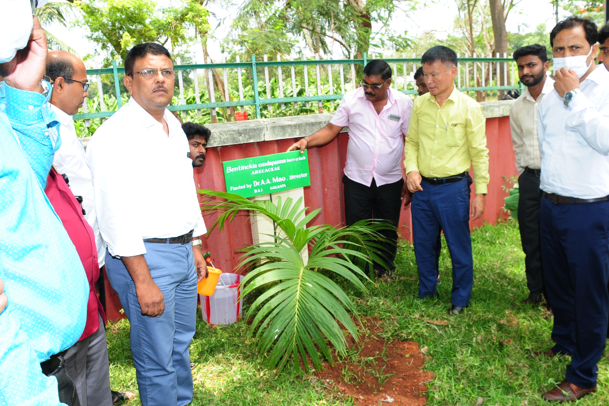 Director, BSI planting a sapling of endemic palm in the office garden during H.o.O meeting at BSI,SRC,Coimbatore on 06.05.2022