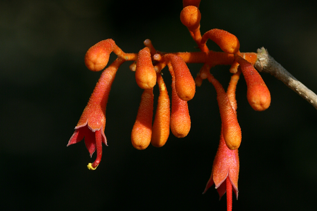 Botanical Survey Of India